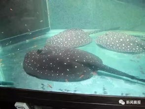 揭秘魔鬼鱼养殖背后的惊天骗局